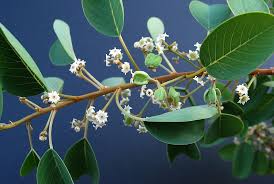 Image result for Gouania