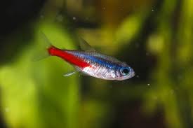 What Tetras Are Fin Nippers Fish Tank