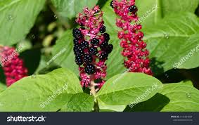 Image result for Phytolaccaceae