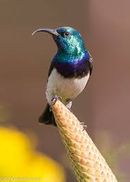 Black Bird With Orange Belly In Georgia The White Bellied Sunbird Cinnyris Talatala Also Known As The White Breasted Sunbird Is A Species Of Bird In Th Pretty Birds Beautiful Birds Colorful Birds