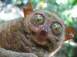 I See You Weird Animals Animals Tarsier