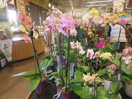 We did not find results for: Produce Area Whole Foods Market Sonoma Picture Of Whole Foods Market Sonoma Tripadvisor