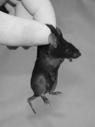 Image result for In physical form. Men And Mice.