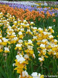 Oregon show locations in oregon. Oregon Iris Iris Farm Oregon