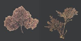 Image result for Microcoelia corallina