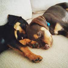 17 richland lab mix puppies. Brown Lab Rottweiler Mix Puppies Mix Puppies Rottweiler Mix Puppies Puppies