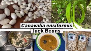 Image result for Canavalia ensiformis