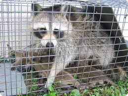 Mother Raccoon With Babies