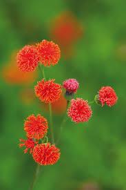 Image result for Emilia violacea