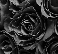 19 Sophisticated Black Flowers For Your Unique Garden Black Roses Wallpaper Black And White Flowers Rose Images