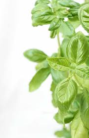 Image result for Sphaeranthus flexuosus