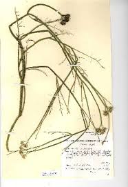 Image result for Oenanthe mildbraedii