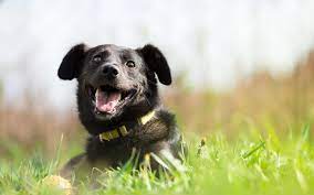 Which Dog Lives The Longest Smaller Dogs Have Longer Lives