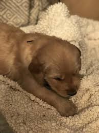 36 Top Images Golden Retriever Puppies Nashville Tennessee Golden Retriever Breeders Of Tennessee Check Here For Yearninghear T