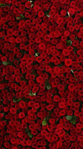 Pin By Astbrik Faeq On Roses Flowers Red Roses Wallpaper Rose Wallpaper Red Wallpaper