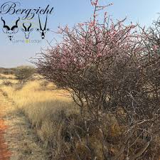 Image result for Acacia mellifera