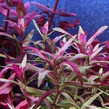 Image result for Limnophila