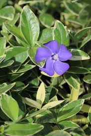 Image result for Vinca minor