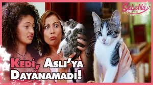Kedi Asli Ya Dayanamadi Youtube