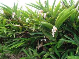 We did not find results for: Alpinia Zerumbet Variegata Pink Porcelain Lily Variegated Shell Ginger Plant Lust