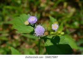 Image result for Vernonia cinerea