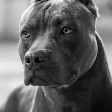 Black And White Pitbull Wallpaper Pin By Kait Powell On Cute Animals Pitbull Dog Beautiful Dogs Pitbull Terrier