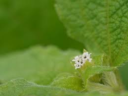 Image result for Blainvillea acmella