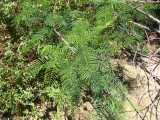 Image result for Elephantorrhiza goetzei