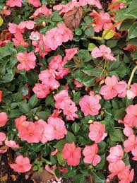 Image result for Impatiens stuhlmannii