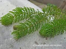 Image result for Ceratophyllum submersum
