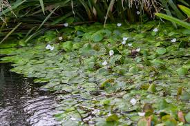 Image result for Hydrocharitaceae