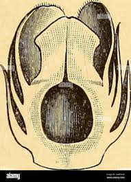 Image result for Pilostyles aethiopica