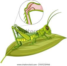 For designers who are exploring new shapes using generative algorithms, grasshopper® is a graphical. Net5c3i7i2w0xm