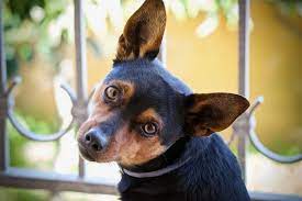 Dog Hemorrhoid Treatment A Guide Canna Pet
