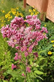 It's a tall perennial plant that can reach 2.4m (7.9') tall, with a spread of 1.2m (3.9'). Eupatorium Maculatum Joe Pye Weed