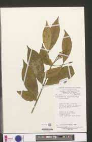 Image result for Tabernaemontana eglandulosa