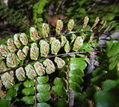 Image result for Asplenium reekmansii