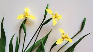 Yellow walking iris (neomarica longifolia) and north's false flag (neomarica. Abc Tv How To Make Yellow Walking Iris Paper Flower From Crepe Paper Craft Tutorial