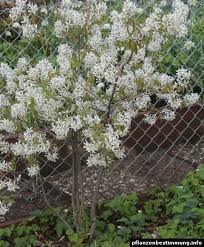 Image result for Amelanchier ovalis