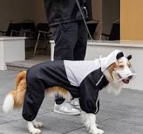 Capa de chuva para animais de estimação de quatro pernas ...
