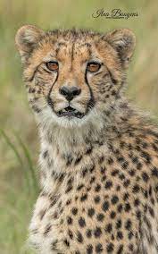 Pin By Mayke Gomez On African Wild Animals Animals Wild Animals Beautiful Animals Images