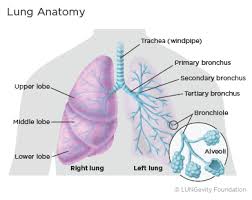 The grade describes the appearance of the cancerous cells. How Lung Cancer Develops Lungevity Foundation