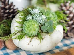We did not find results for: How To Craft A Succulent Topped Pumpkin Centerpiece Hgtv