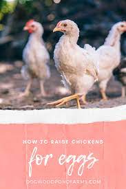 How To Raise And Care For Laying Hens In Your Backyard Chickens Backyard Pullets Chickens Laying Hens