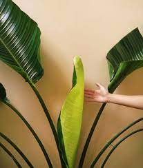 De kræver hverken det store i forhold til placering, vanding eller gødning. Bird Of Paradise Care Fieldnotes By Studioplants