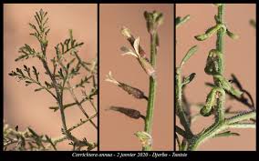 Image result for Carrichtera annua