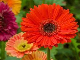 The large papery flowers are in warm shades of red, orange, and yellow. 13 Gorgeous Flowers That Start With G