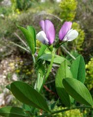 Image result for Kotschya stolonifera