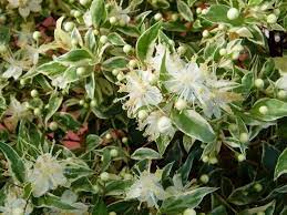 La bougainvillea è una pianta rampicante sempreverde molto vigorosa, caratterizzata da rami spinosi, foglie verdi e fiori bianchi ma poco vistosi. Sempreverdi Da Giardino Piante Da Giardino Sempreverdi Da Esterno