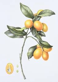 Kumquat By Margaret Ann Eden Botanical Painting Poster Prints Antique Botanical Print